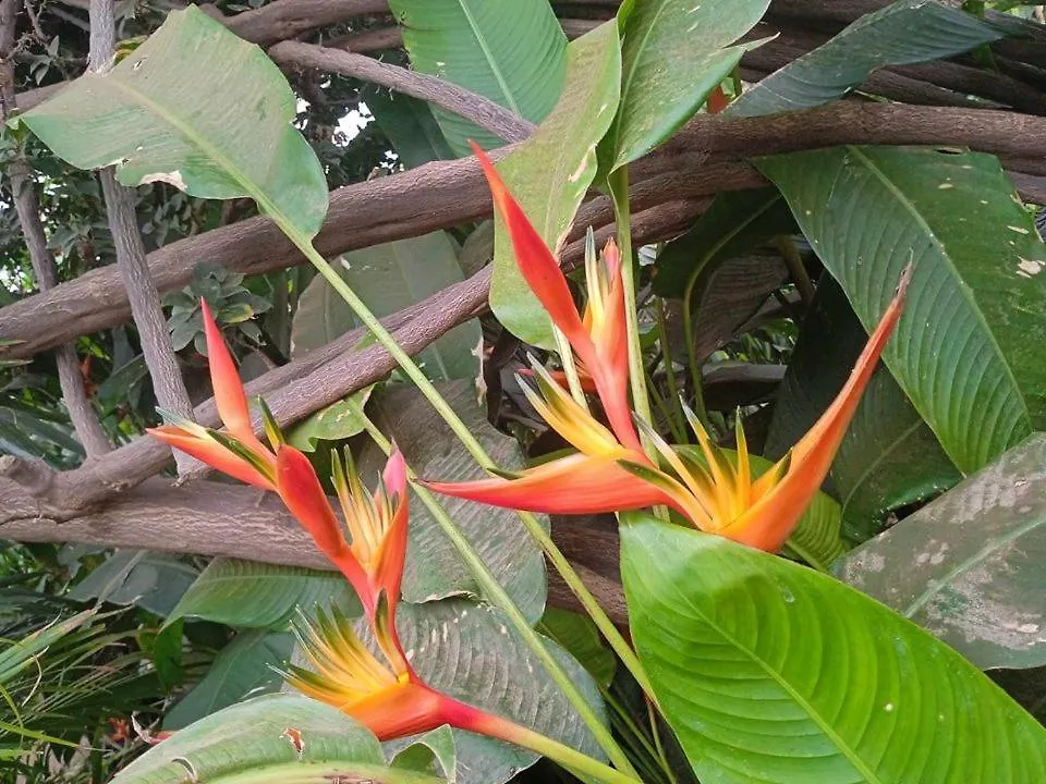 Apartamento Kaza Papaya - Papaya House Tarrafal  Cabo Verde
